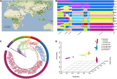 Selection Signatures in Chinese Sorghum Reveals Its Unique Liquor-Making Properties